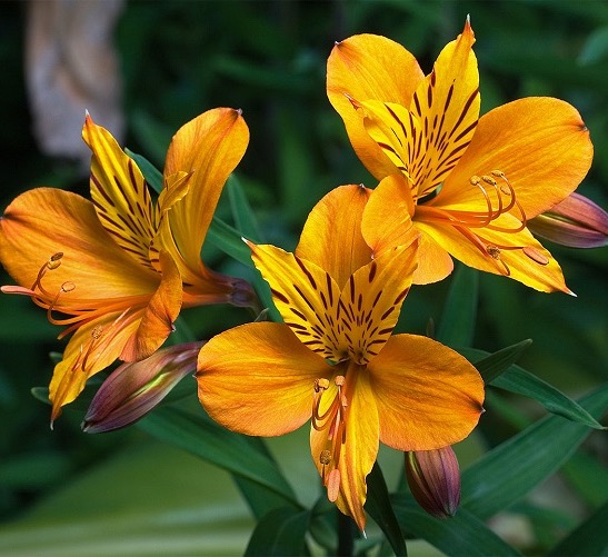 cj-海盛 六出花/水仙百合 橙色 50公分 10支 特惠