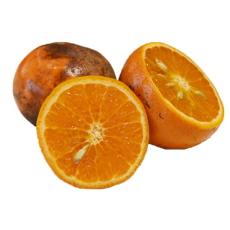 褚柑 黑柑橘/乌柑 马静芬基地直摘