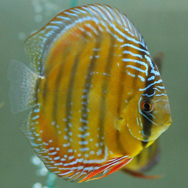 cr(酷睿皮亚红彩 )14公 c119