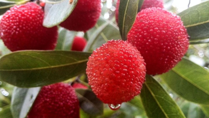 文荣雪花杨梅干泰国风气时尚好吃