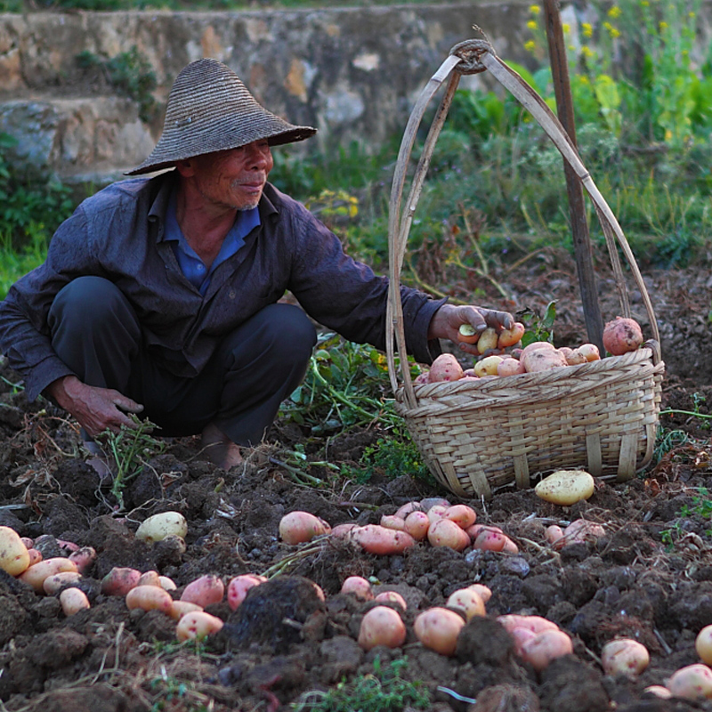 【云南彝族自治州红皮土豆】老品种土豆,原生态高原红皮土豆,香甜可口