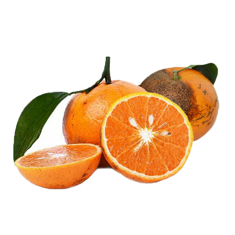 褚柑 黑柑橘/乌柑 马静芬基地直摘