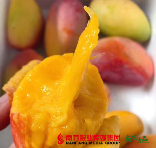 【29号提货】自然熟海南贵妃芒  2kg±0.15kg/份 商品图1