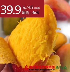 【29号提货】自然熟海南贵妃芒  2kg±0.15kg/份