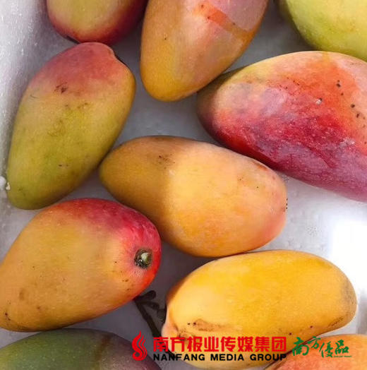 【29号提货】自然熟海南贵妃芒  2kg±0.15kg/份 商品图2