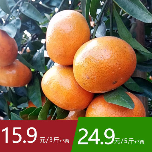 【29号提货】潮州茂谷柑 商品图0