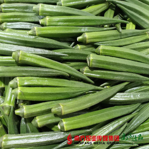 【30号提货】新鲜秋葵  0.25kg/份 商品图1