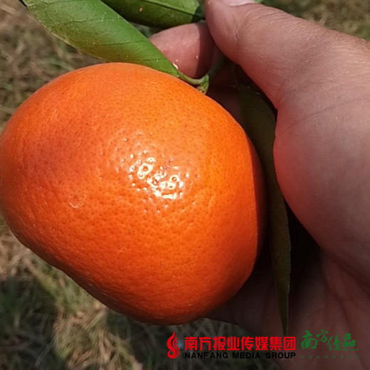 【29号提货】潮州茂谷柑 商品图1