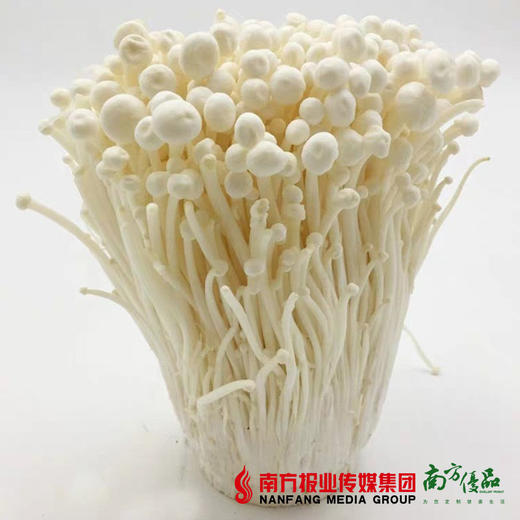 【30号提货】新鲜金针菇  0.2kg/包 商品图3