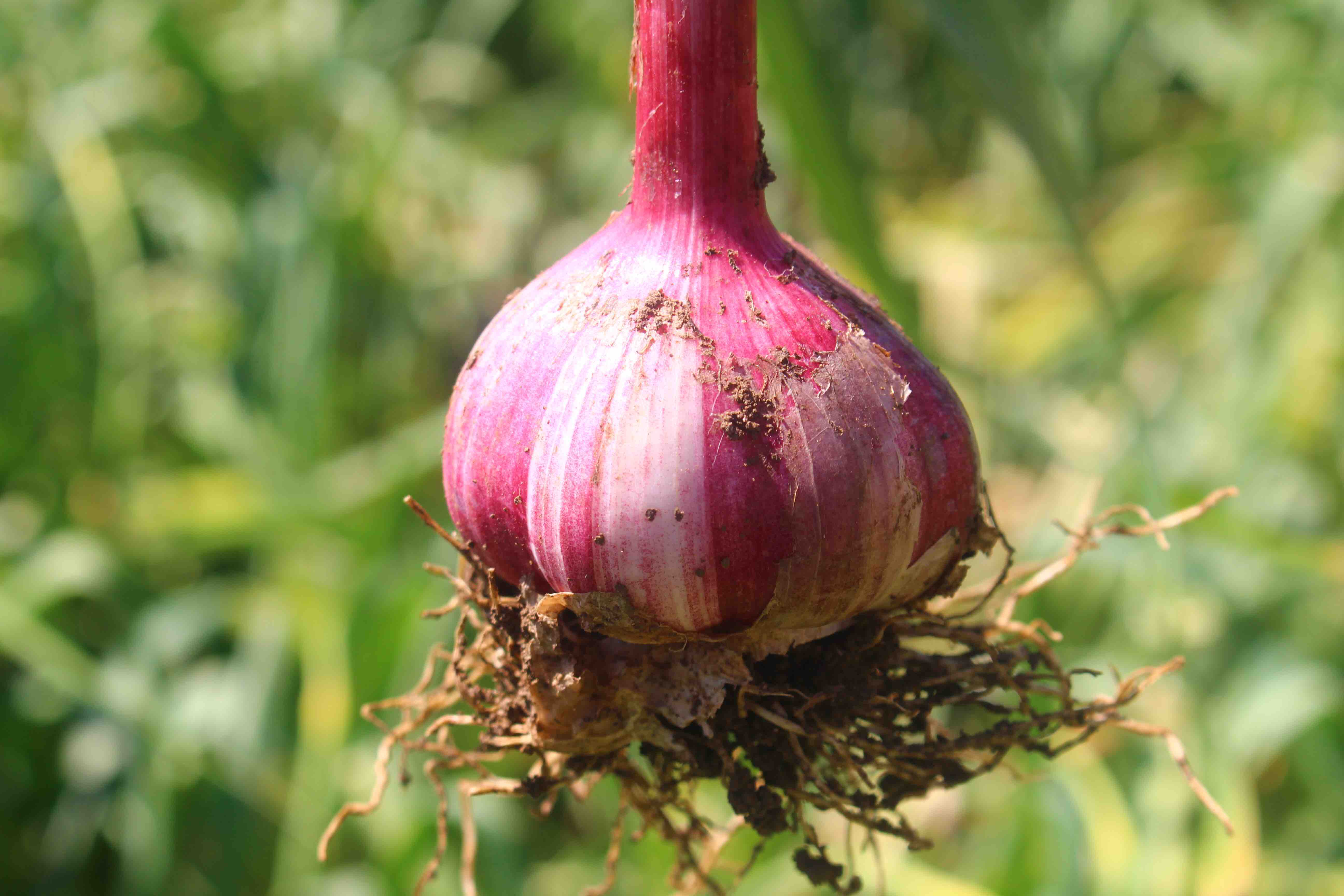 斤装 也称 珍珠蒜 , 鲜嫩多汁,辛辣爽口,大蒜素含量比平原地区高出2