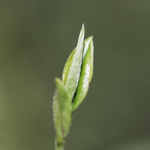 2026年叶叔的茶 陇南明前高山龙井 雨前高山龙井 茶园直供 鲜爽好喝 顺丰包邮 商品图3