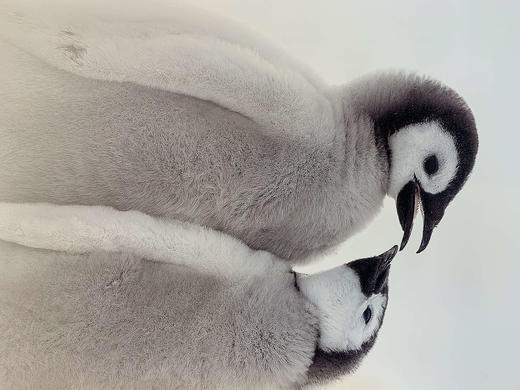 中国照片《心之极》王新妹作品 商品图5