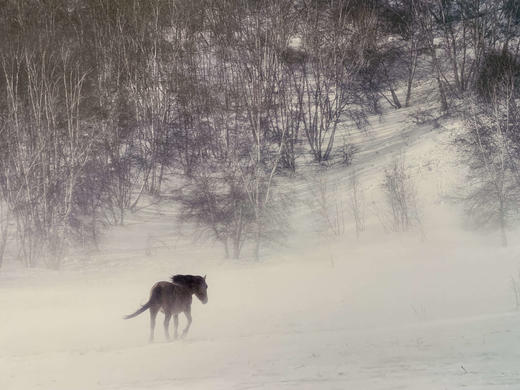 中国照片《马》李刚作品 商品图2