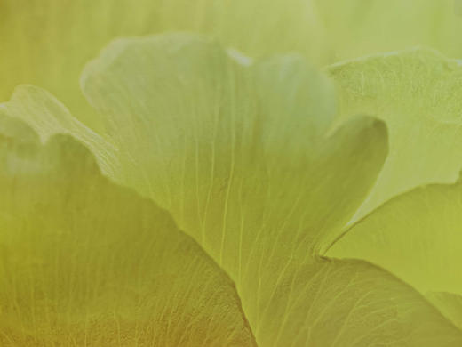 中国照片《国色花语》王昆峰作品 商品图1