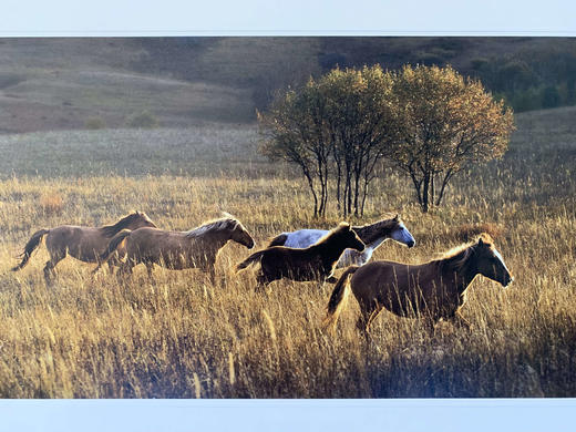 中国照片《马》李刚作品 商品图7