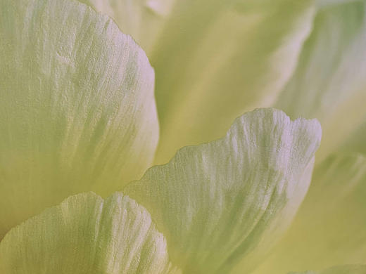 中国照片《国色花语》王昆峰作品 商品图3