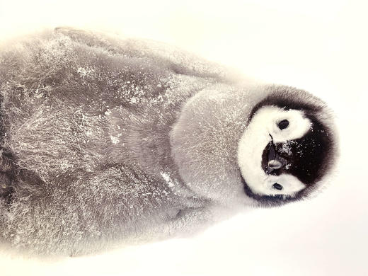 中国照片《心之极》王新妹作品 商品图7