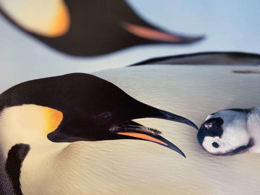 中国照片《心之极》王新妹作品 商品图1