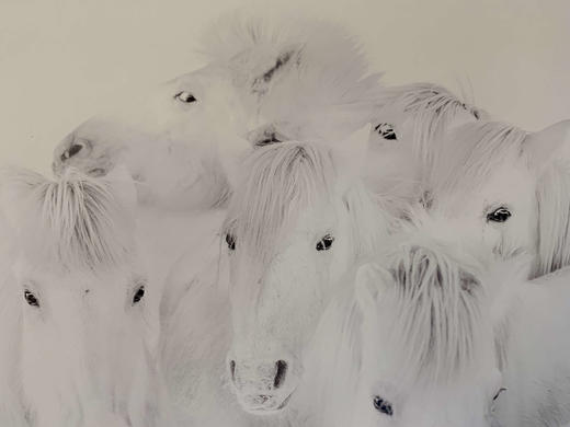 中国照片《马》李刚作品 商品图3