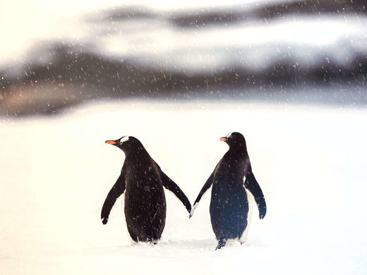 中国照片《心之极》王新妹作品 商品图2