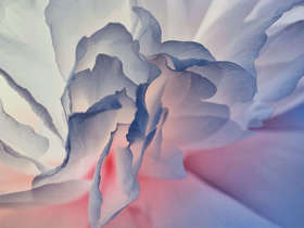 中国照片《国色花语》王昆峰作品