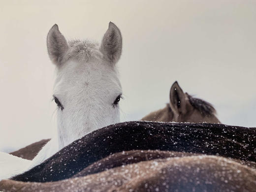 中国照片《马》李刚作品 商品图1