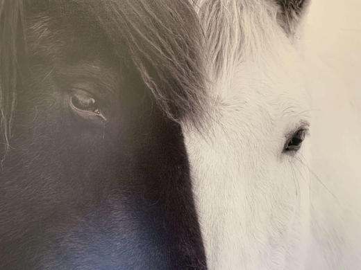 中国照片《马》李刚作品 商品图0