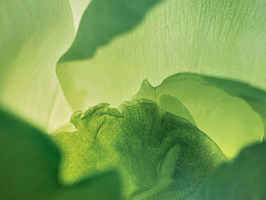 中国照片《国色花语》王昆峰作品 商品图2