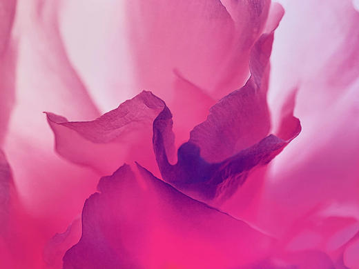 中国照片《国色花语》王昆峰作品 商品图5