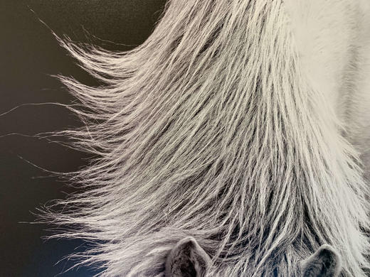 中国照片《马》李刚作品 商品图4