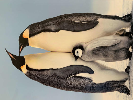 中国照片《心之极》王新妹作品 商品图3