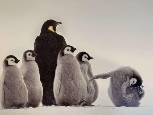 中国照片《心之极》王新妹作品 商品图0