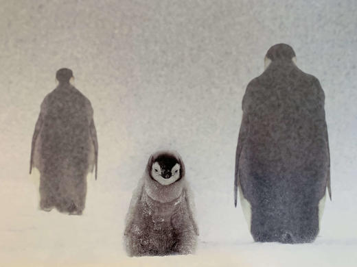 中国照片《心之极》王新妹作品 商品图4