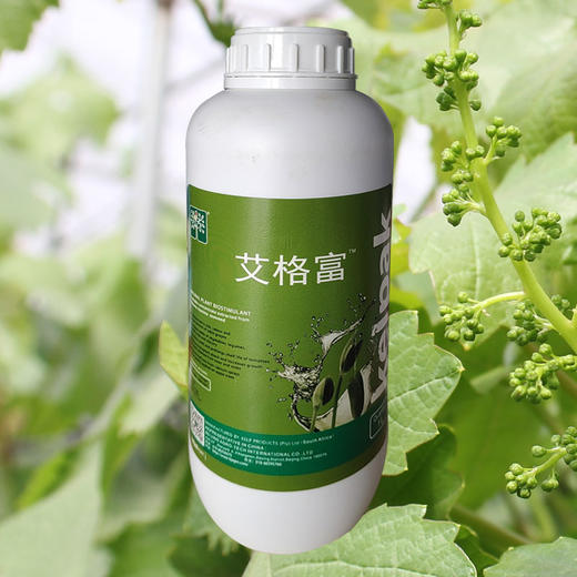 艾格富南非开普公司海藻酸防冻促芽促生长上色上果粉抑制葡萄果梗硬化