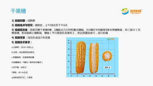 如何正确拍好玉米照片 商品图0