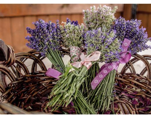 薰衣草-斯塔切斯 商品图2