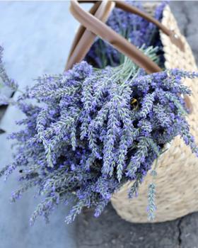 薰衣草-斯塔切斯