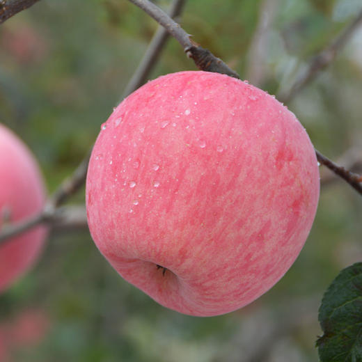 精品90苹果 5斤装 商品图1