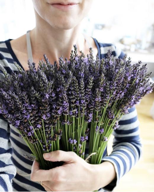 薰衣草-斯塔切斯 商品图1