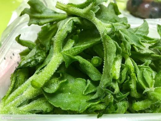 新鲜冰草上市|一斤10元 商品图2