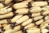 【暂时无货】水果藕 500g/11元 商品缩略图1