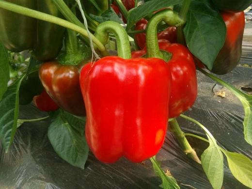 【暂时无货】红彩椒 500G/16元 商品图2