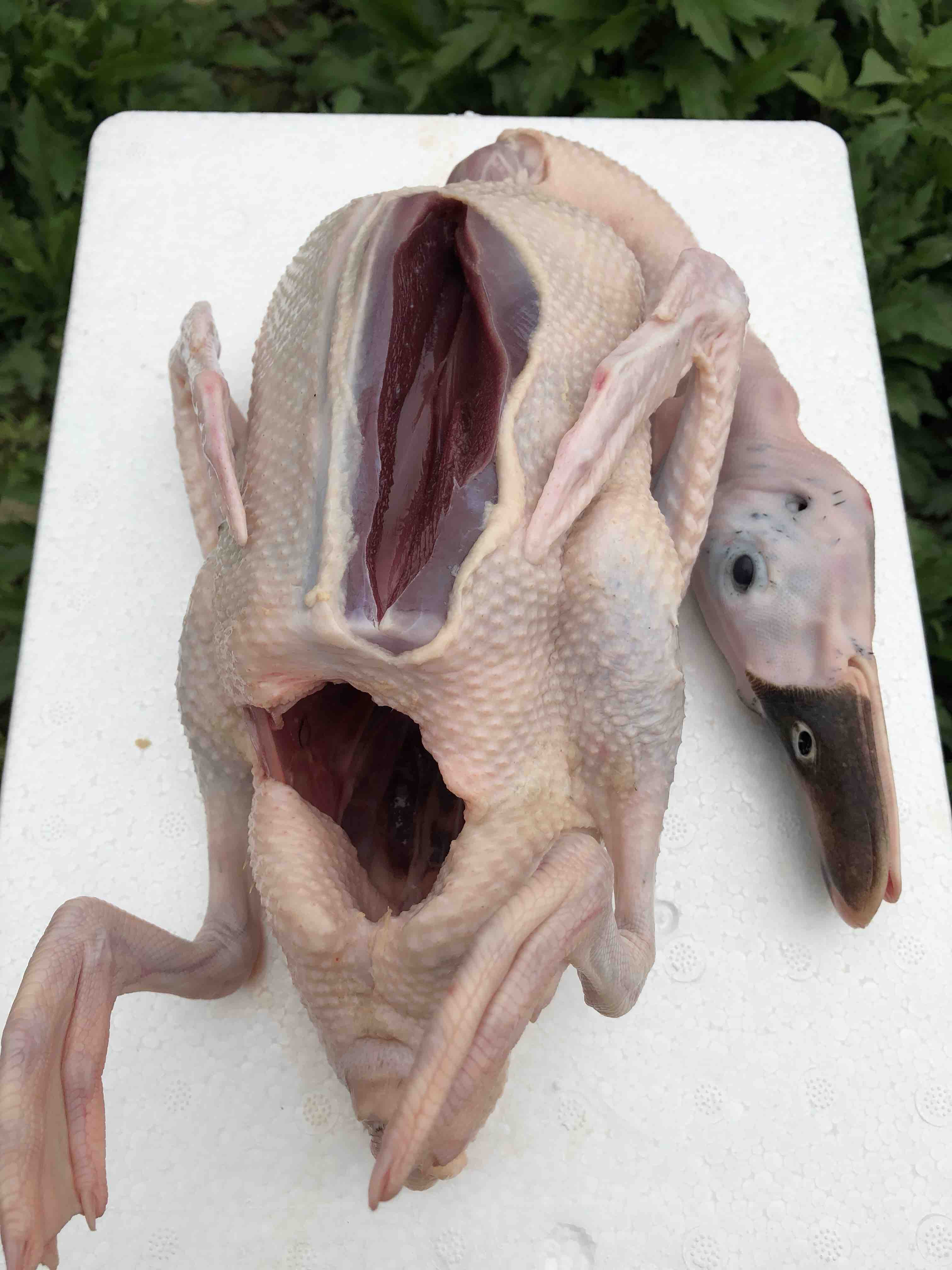 原生态老鸭约2斤