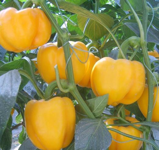 【暂时无货】黄彩椒 500g/16元 商品图1