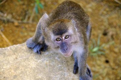 恋海假期 马来西亚 仙本那 红树林一日游 长鼻猴 萤火虫
