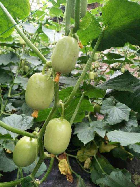 【暂时无货】玉女 500g/21元 商品图2