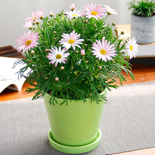 玛格丽特绿植花卉室内办公桌面时令花卉植物(盆子随机)