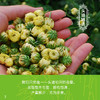 春语·头道胎菊100克 商品缩略图1