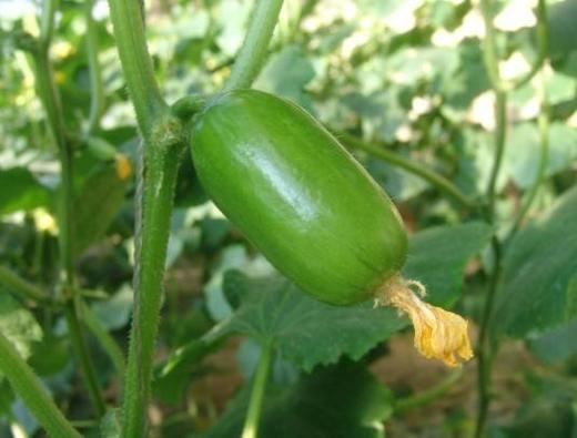 【暂时无货】金童   500g/21元 商品图2