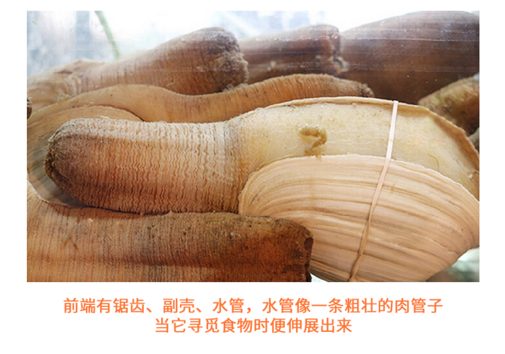 鲜活象拔蚌(水蚌) 象鼻蚌 海鲜水产